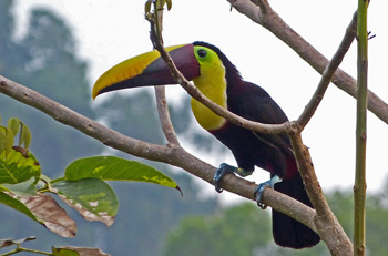 toucan